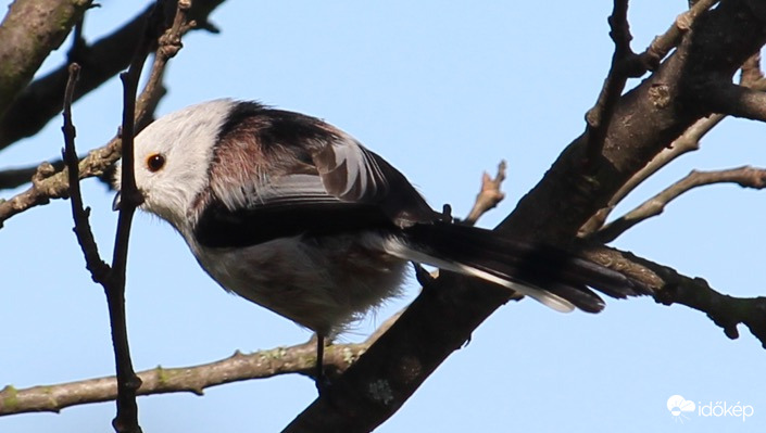Csak beköszönök, sziasztok időképesek! - őszapó