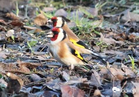 Szinkronevés - tengelicek