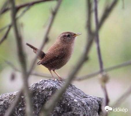 Őcukisága, meg kell zabálni, mindig jókedvre derít - ökörszem