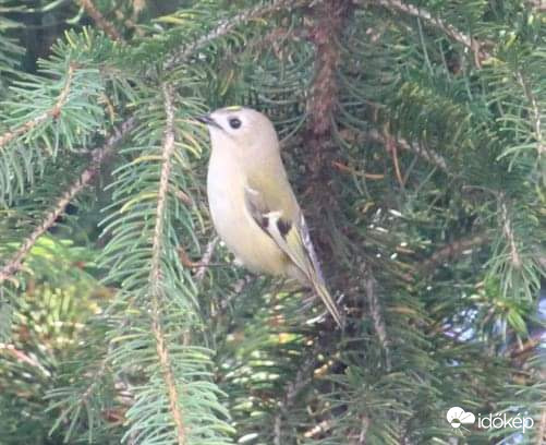 Pocsék egy idő van, de próbálhatsz lefotózni, úgysem lesz éles a kép a ködben - sárgafejű királyka
