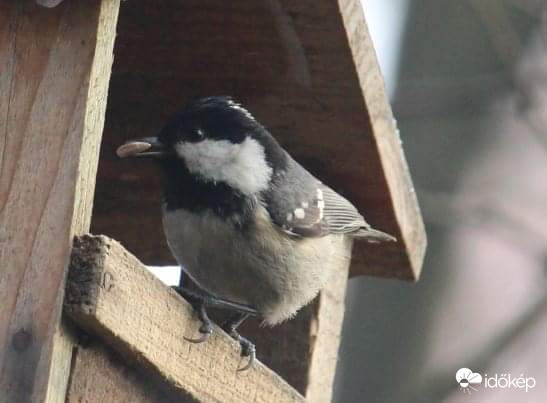 Igen, már megint éhes vagyok - fenyvescinege