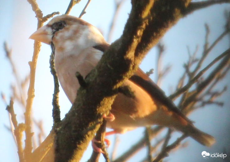 Leucisztikus meggyvágó
