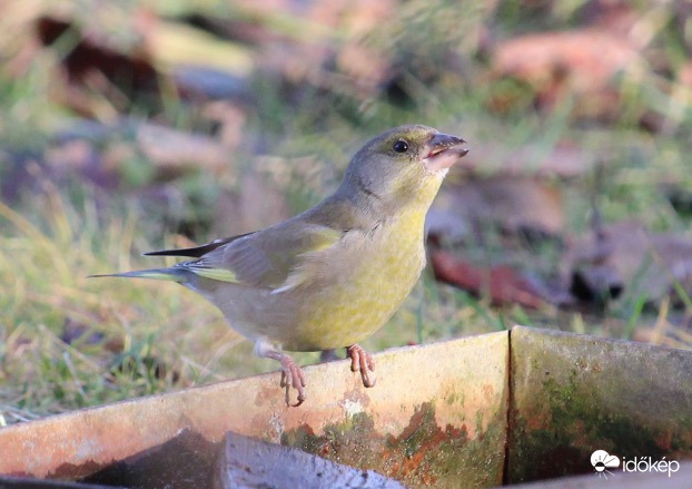 De jól esik! - zöldike