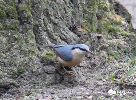 Csuszka furcsa mód a földön 