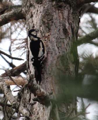 Tojó nagy fakopáncs