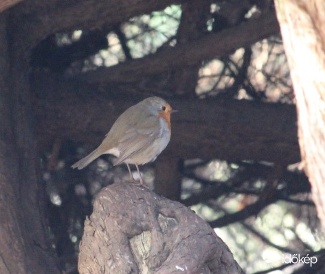 Bokor mélyén bujkáló vörösbegy