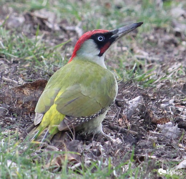 Nemzeti színekben - zöld küllő