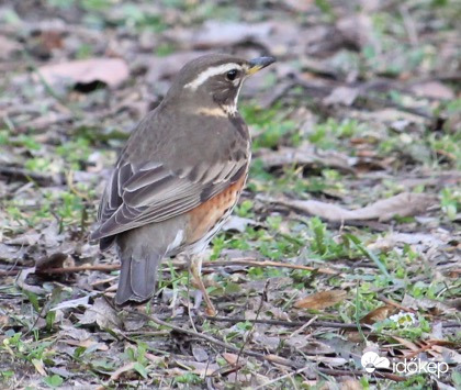Távoli rigó rokon - szőlőrigó