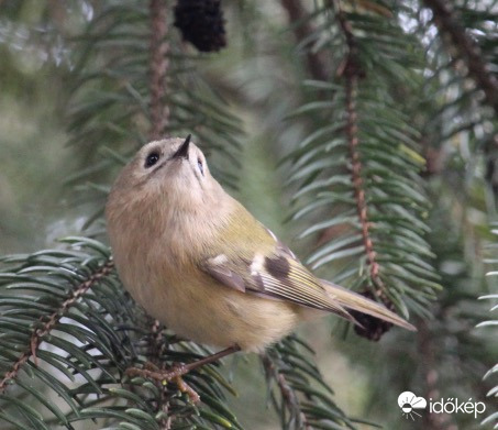 Tündérke - sárgafejű királyka