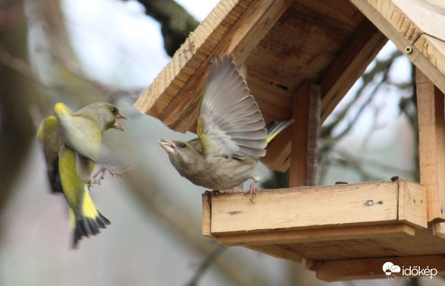 Harcos kedvű zöldikék