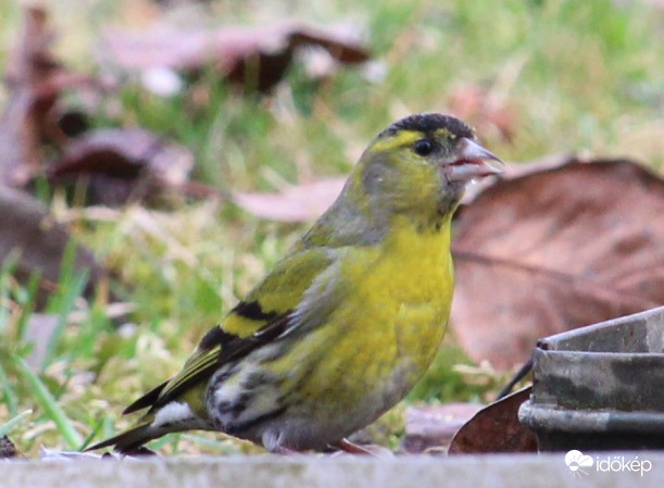 Szép színű csíz fiú