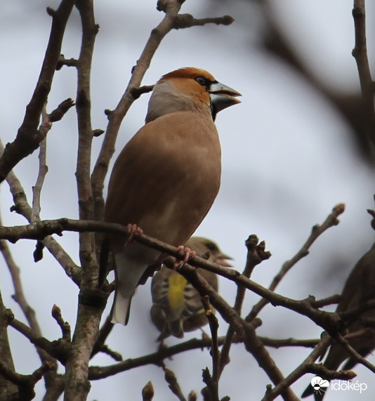 Dalos kedvű meggyvágó és zöldike