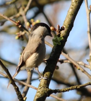Azta micsoda falat van ott! - barátcinege