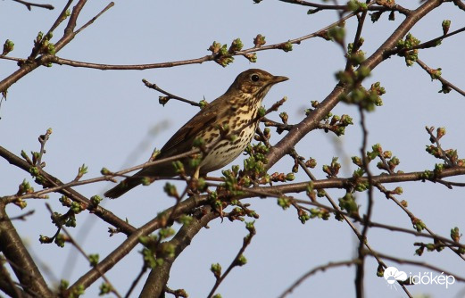 Énekes rigó rügyfakadáskor