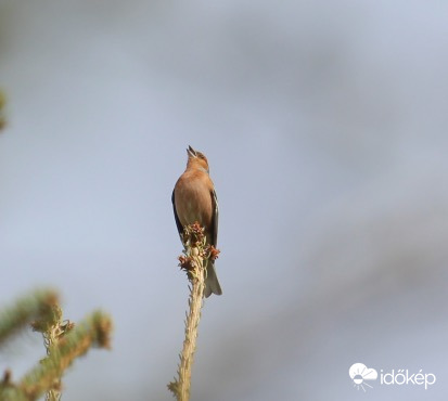 Ha énekelni támad kedved, csakis a csúcsról tedd, hogy minél messzebb szálljon - erdei pinty