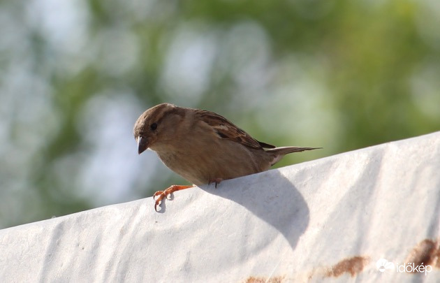 Veréb anyu lesi, hogy mikor startolhat rá a kutyakajára