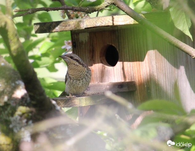 Nyaktekercs odúnézőben 1.