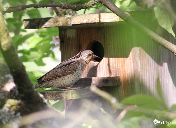 Nyaktekercs odúnézőben 3.