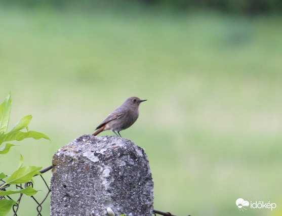 Házi rozsdafarkú tojó