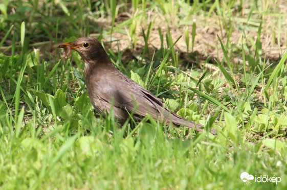 Viszem a kaját a fiókáknak