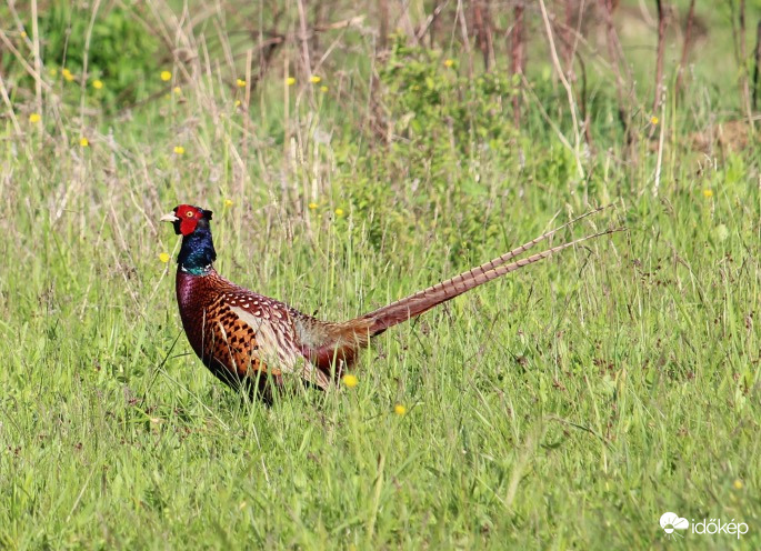 A délceg fácán kakas 
