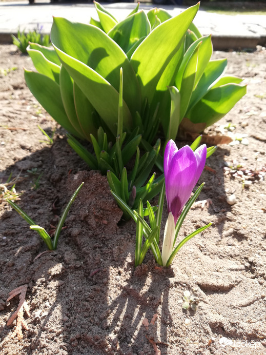Krókusz a leendő jácint és tulipán árnyékában :) 