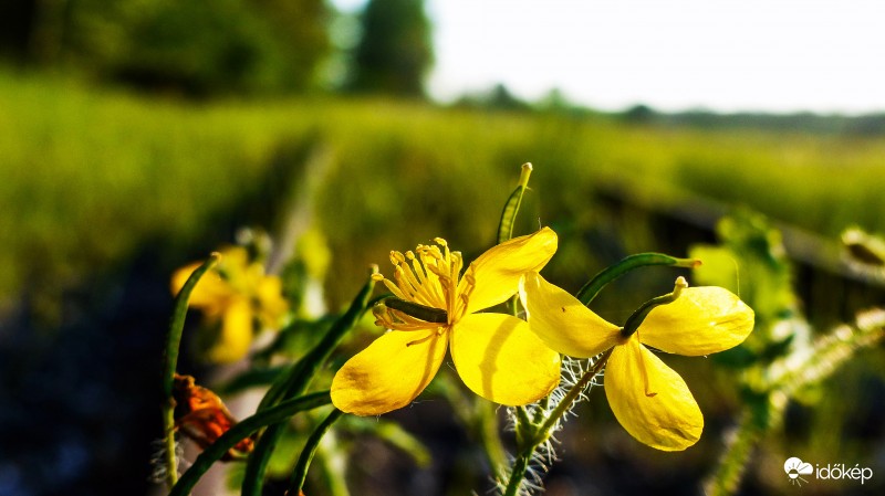 Elárvult sínpár között