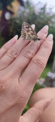 Szelíd pillangó 