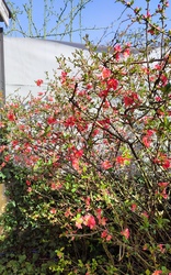 Japán birs