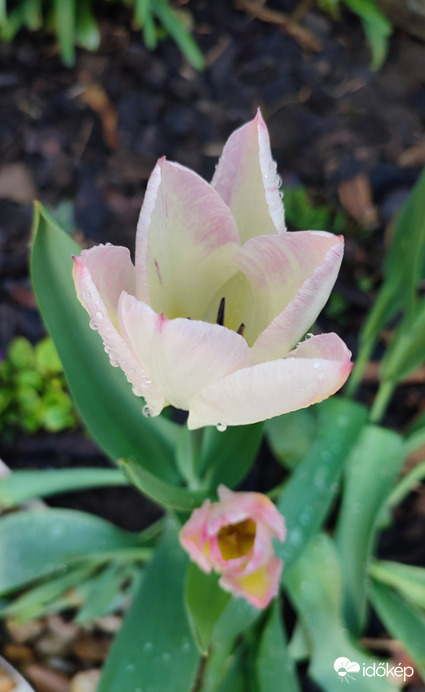 Tulipán 