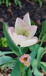 Tulipán 