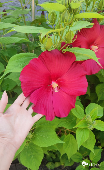 Mocsári hibiszkusz is nyílik