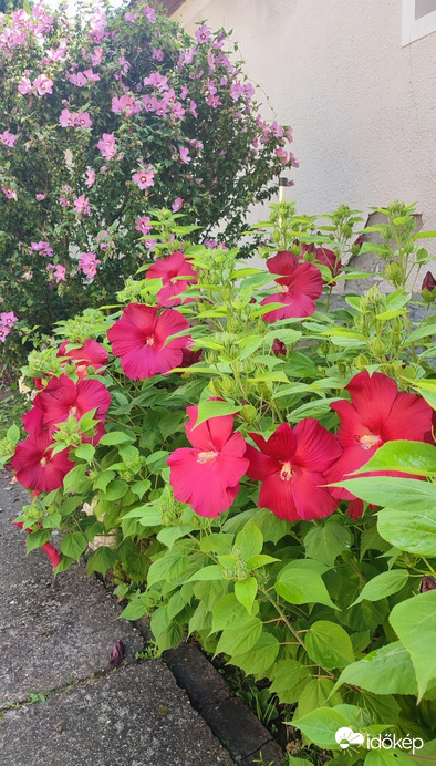 Mocsári hibiszkusz is nyílik