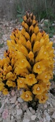 Cistanche
