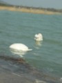 Balaton