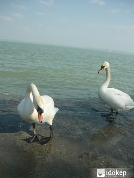 Balaton