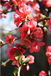 Virágzik a japán-birs