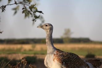 túzok2
