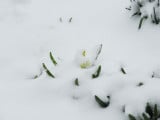 Hó alatt a jácint