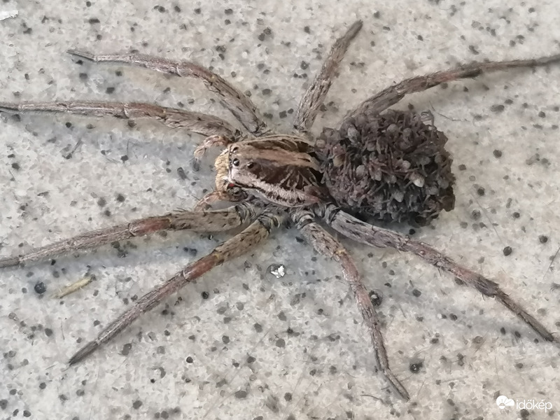 Nagycsaládos vagyok 