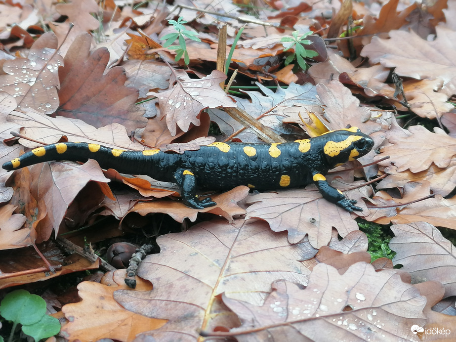 Foltos szalamandra