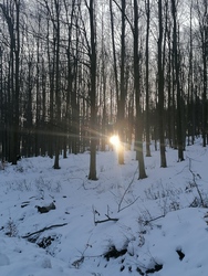 Napkelte az erdőben 