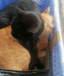 Jajj, kitöröd a nyakam 