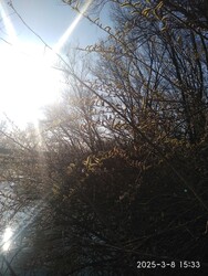 Sarkad