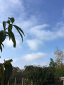 Csorna