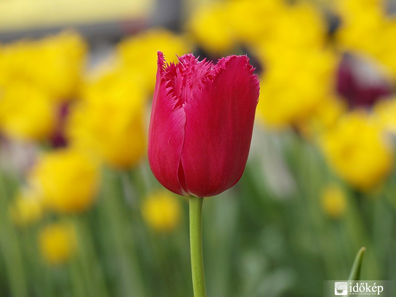 Tulipán
