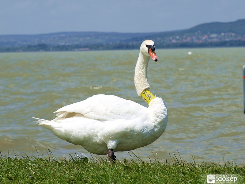 Hattyú