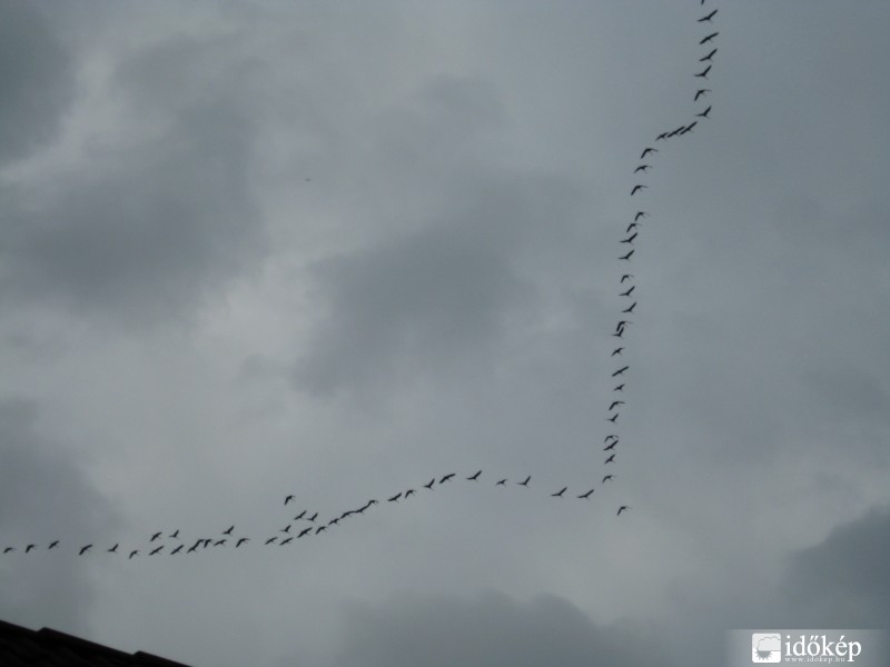 Szállnak a darvak...