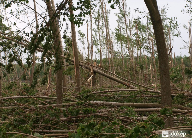 Erdő volt...