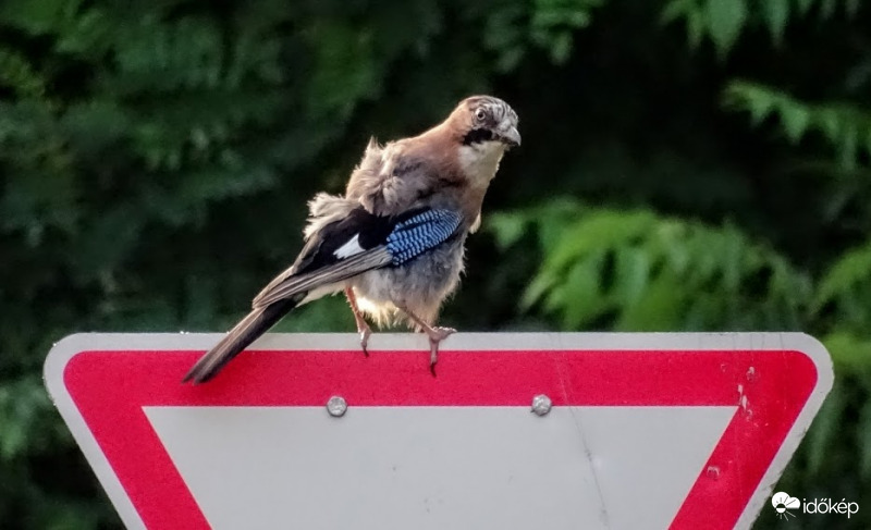 "Miért áll itt meg mindenki, ez csak az én mackósajtom?!"